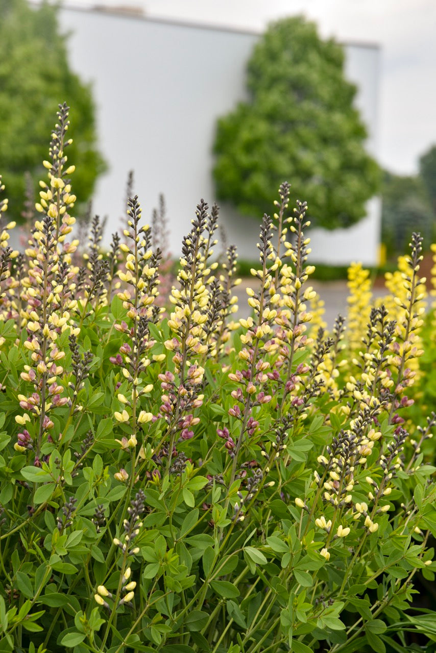 Decadence® Deluxe 'Pink Lemonade' False Indigo (Baptisia)