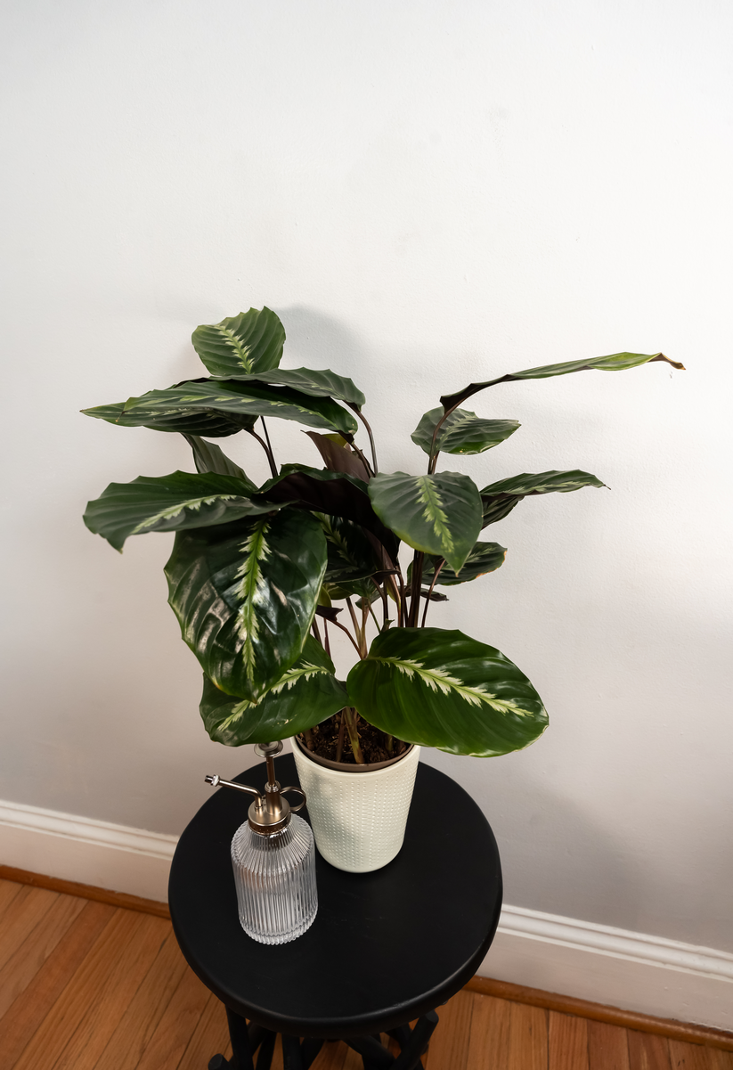 leafjoy® Color Full® Feather Touch™ Prayer Plant (Calathea louisae)