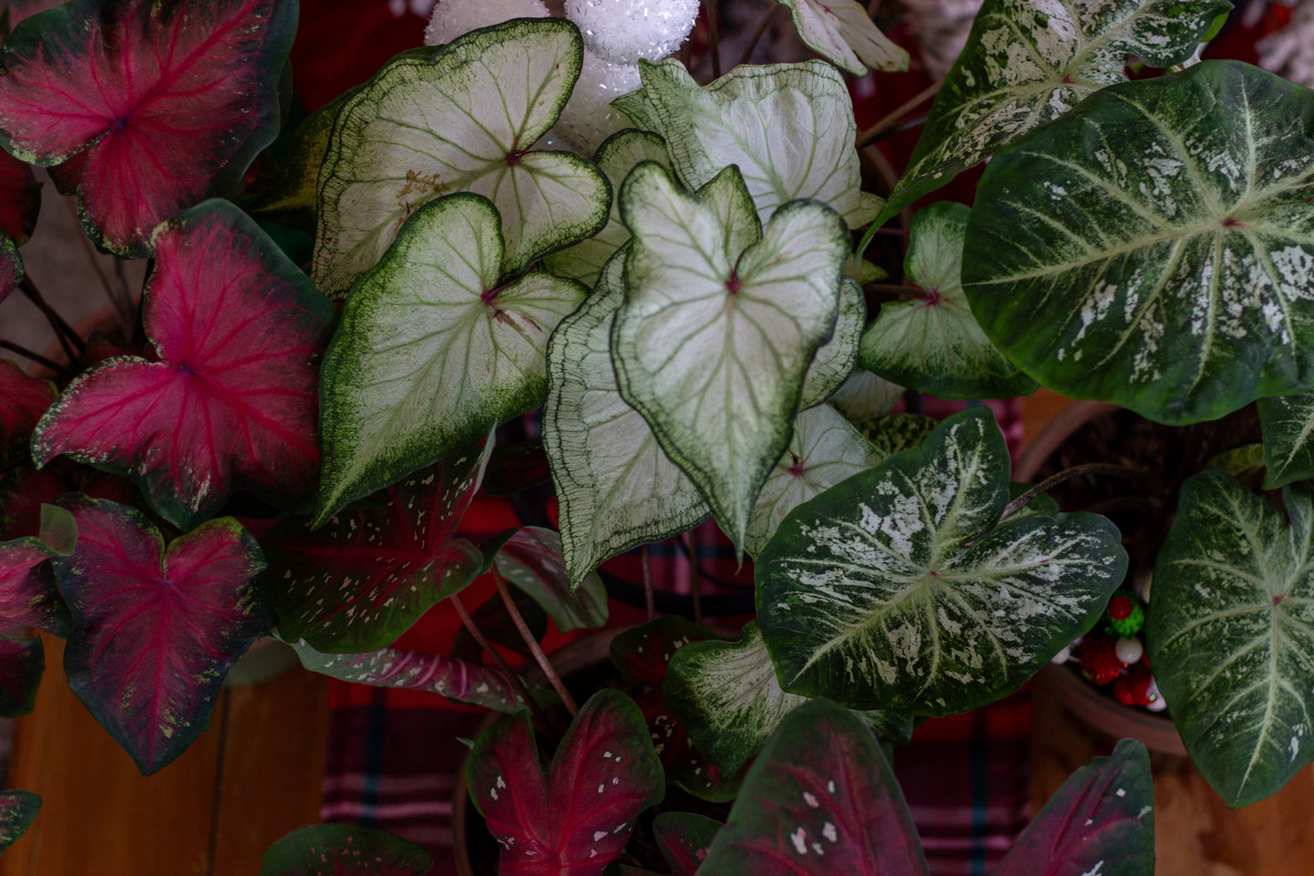 Heart to Heart® Christmas Caladium™ 'White Star'