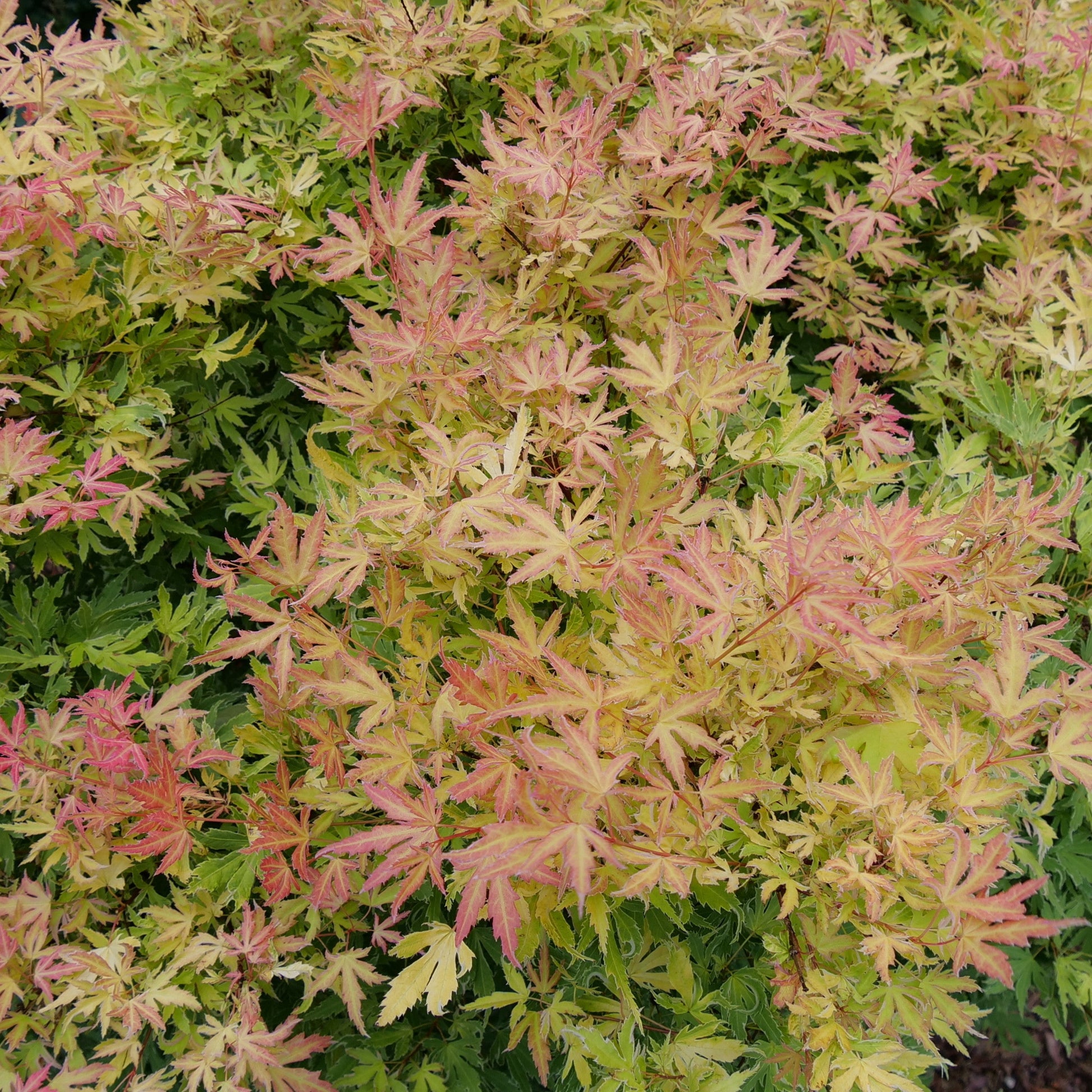 Metamorphosa Metamorphosa Japanese Maple up close.