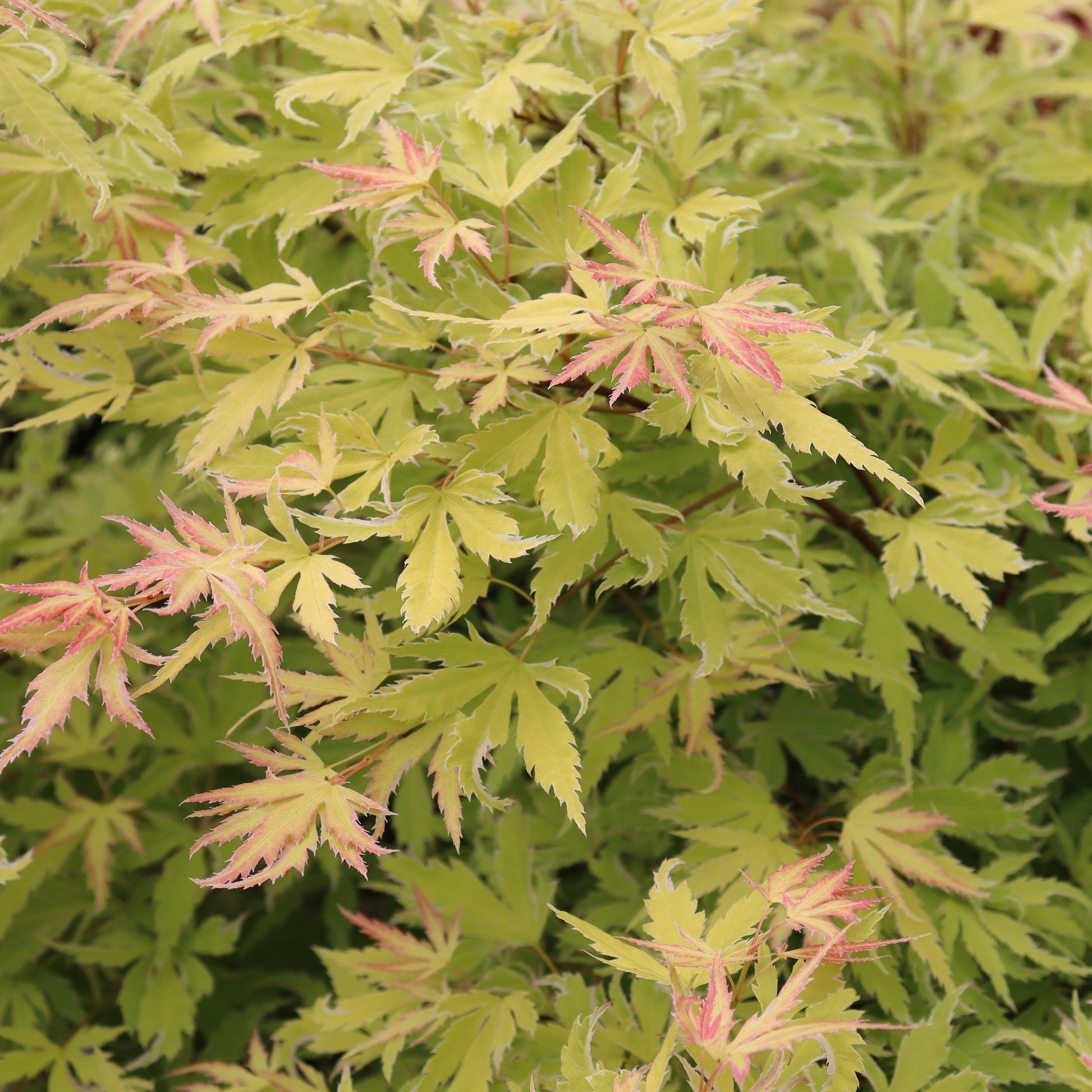 Metamorphosa Metamorphosa Japanese Maple up close.
