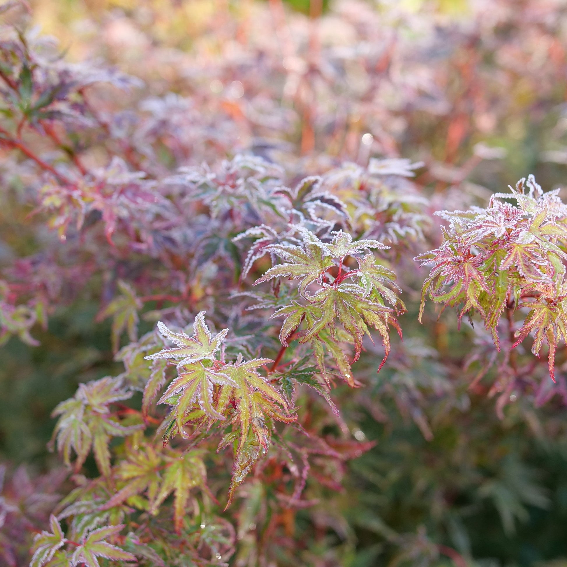 Metamorphosa Metamorphosa Japanese Maple up close.