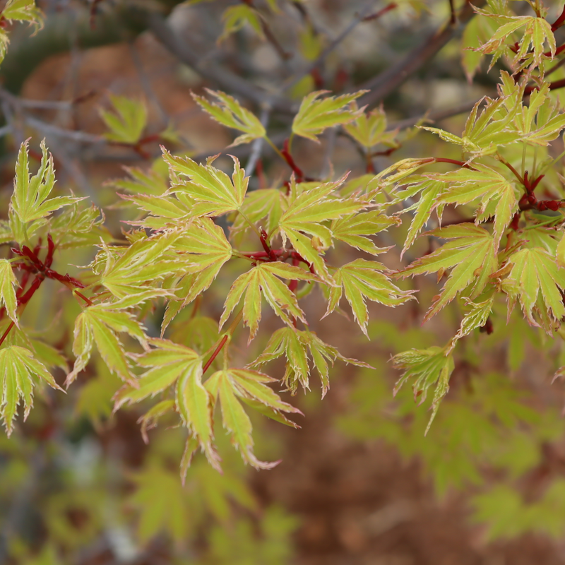 Metamorphosa Metamorphosa Japanese Maple up close.