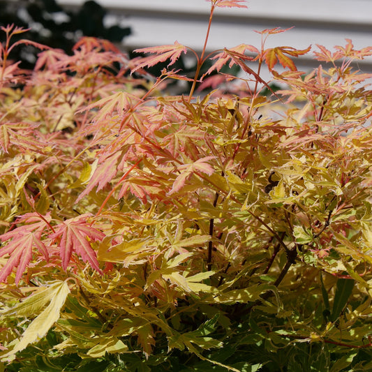 Metamorphosa Metamorphosa Japanese Maple up close.