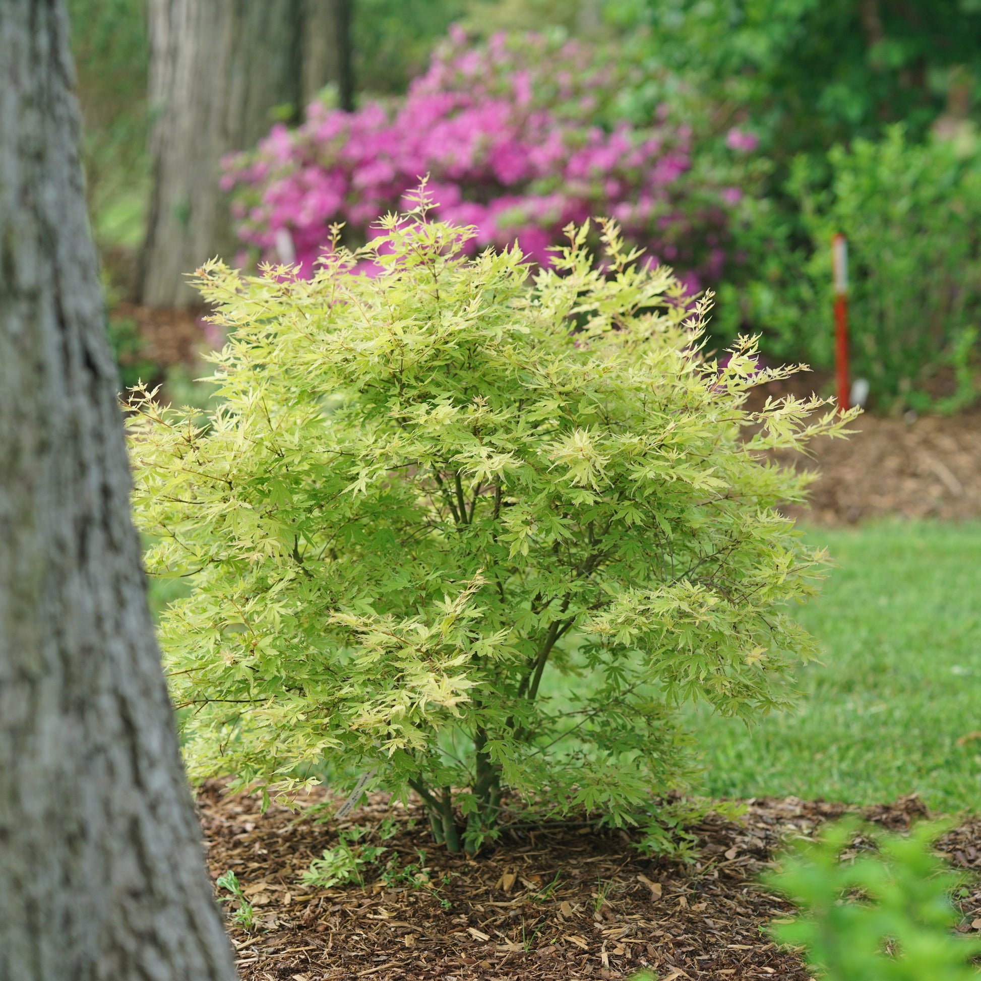 Metamorphosa Metamorphosa Japanese Maple in focus.