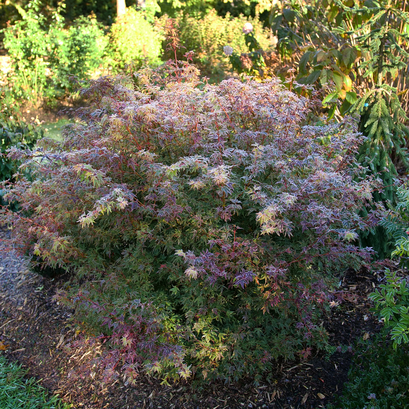 Metamorphosa Metamorphosa Japanese Maple in focus.