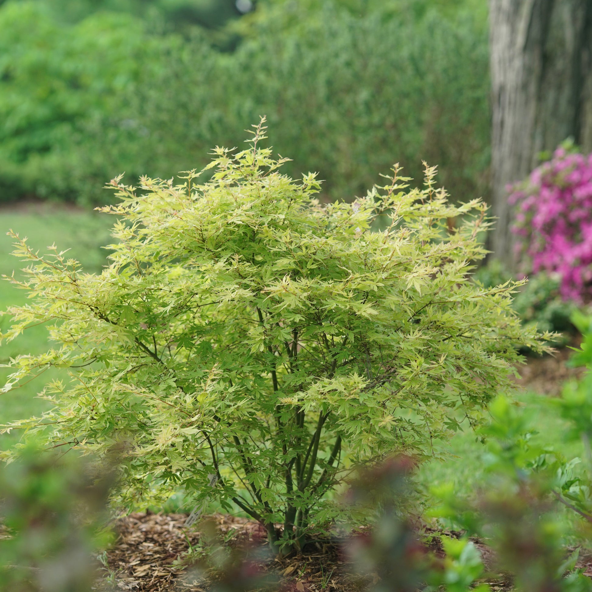 Metamorphosa Metamorphosa Japanese Maple in focus.