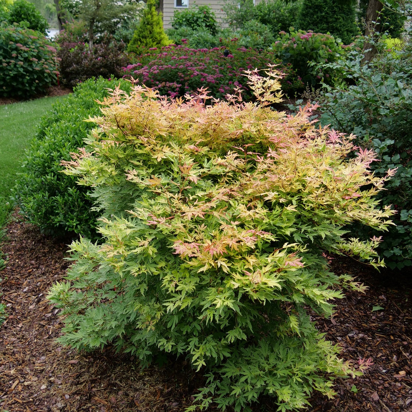 Metamorphosa Metamorphosa Japanese Maple in use.