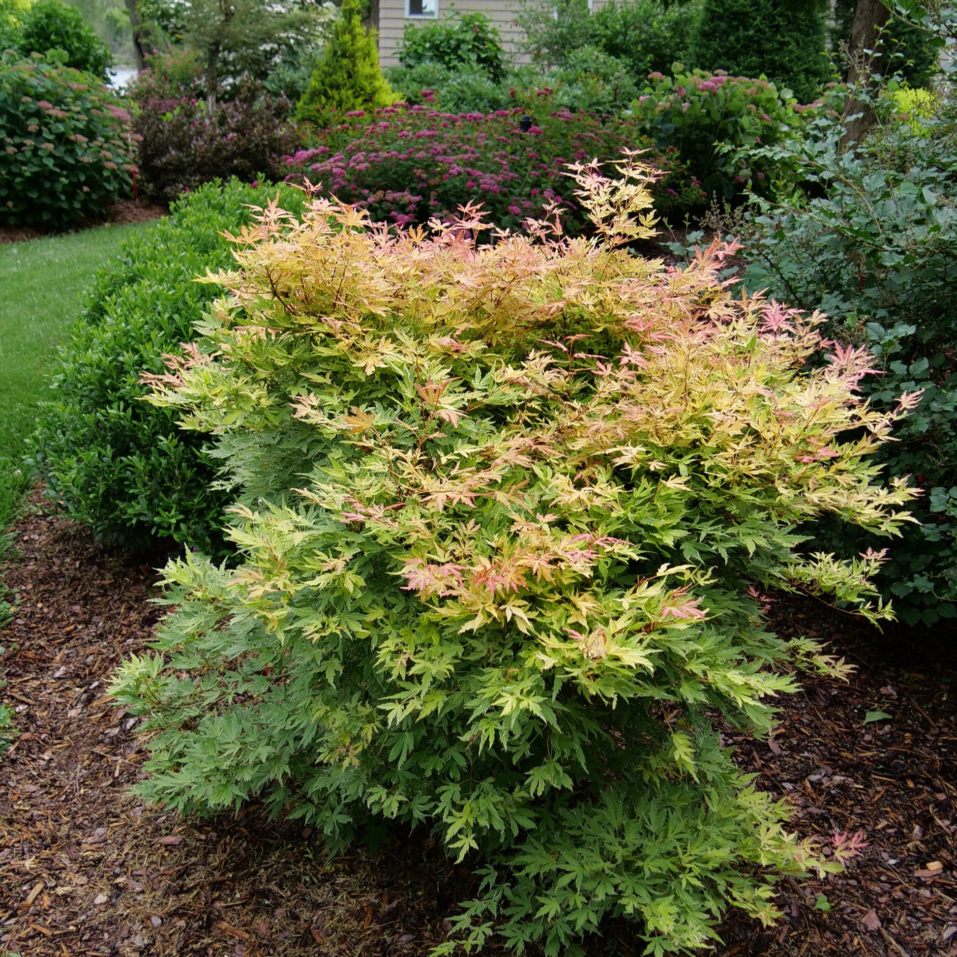 Metamorphosa Metamorphosa Japanese Maple in use.
