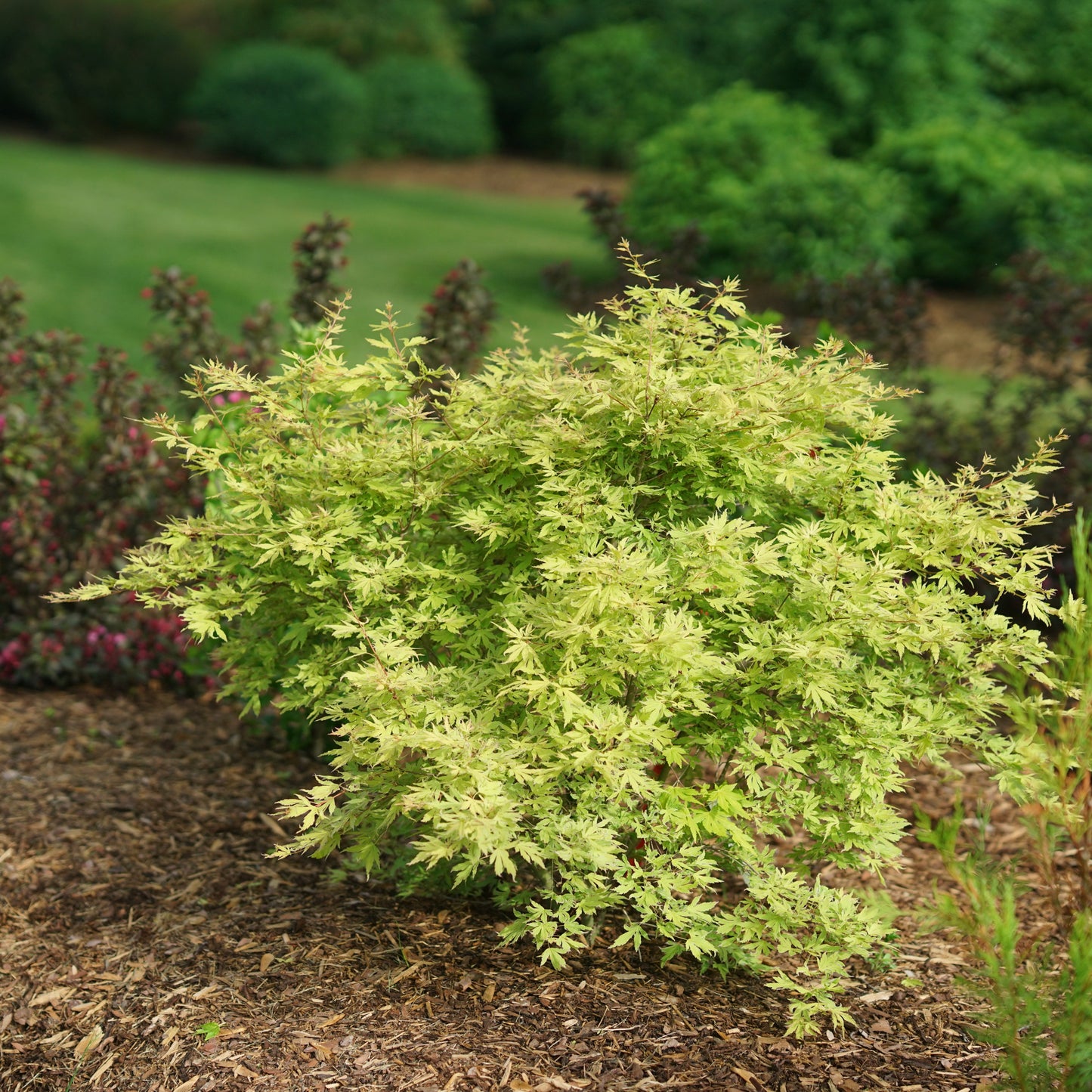 Metamorphosa Metamorphosa Japanese Maple in use.