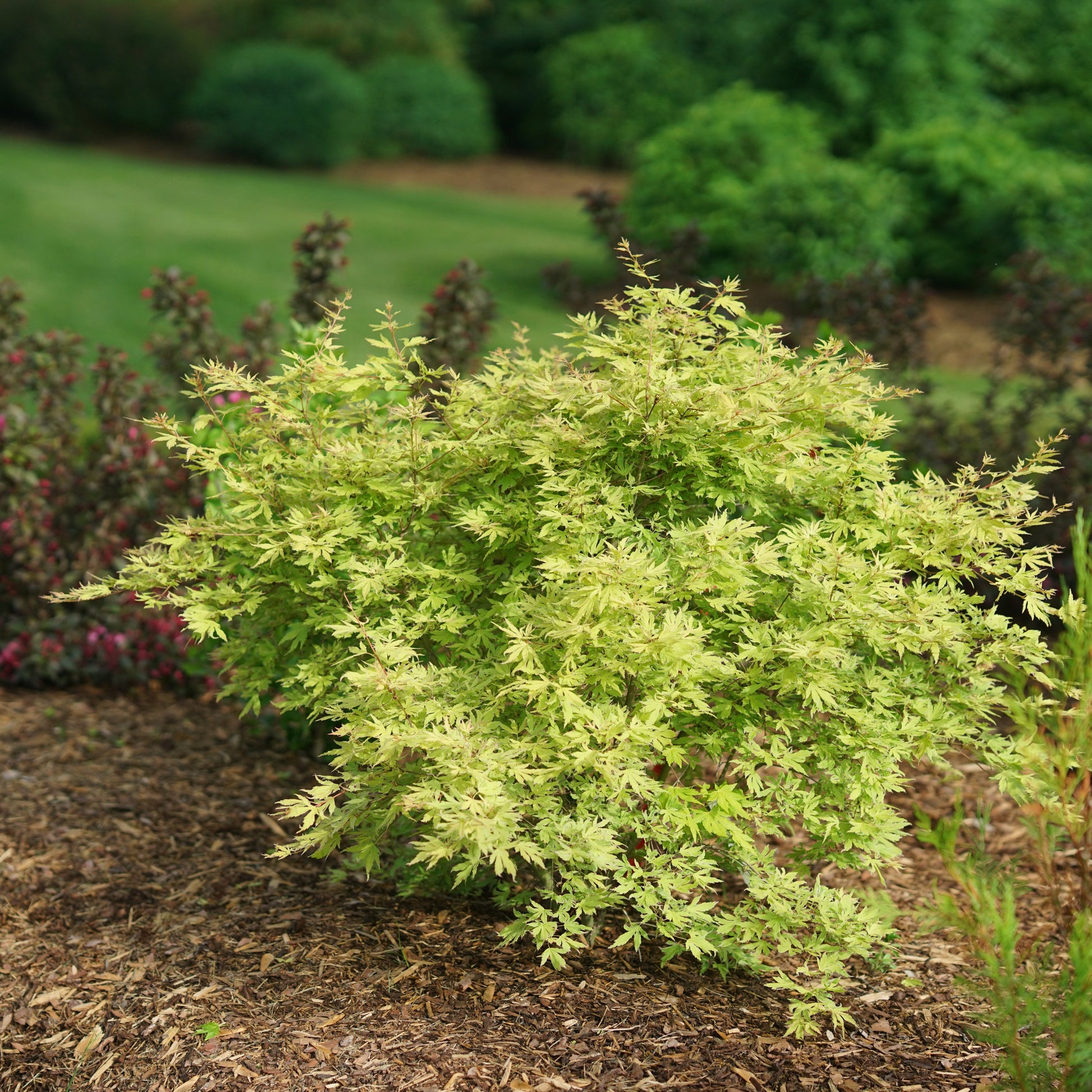 Metamorphosa Metamorphosa Japanese Maple in use.