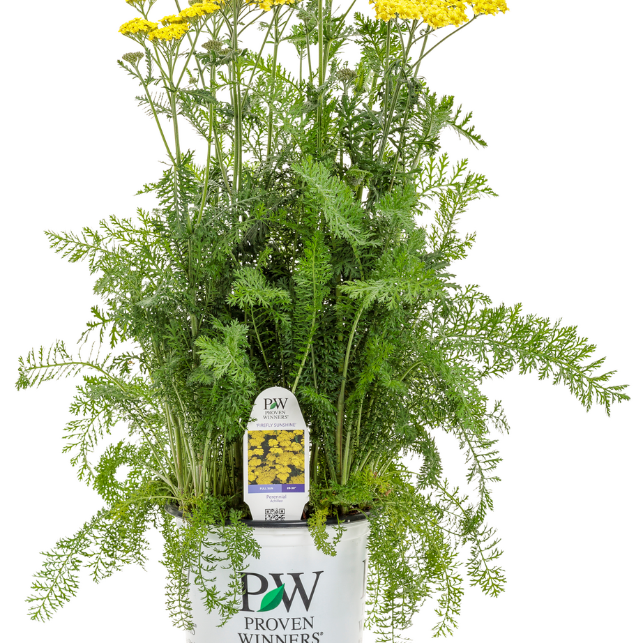 'Firefly Sunshine' 'Firefly Sunshine' Yarrow in container.