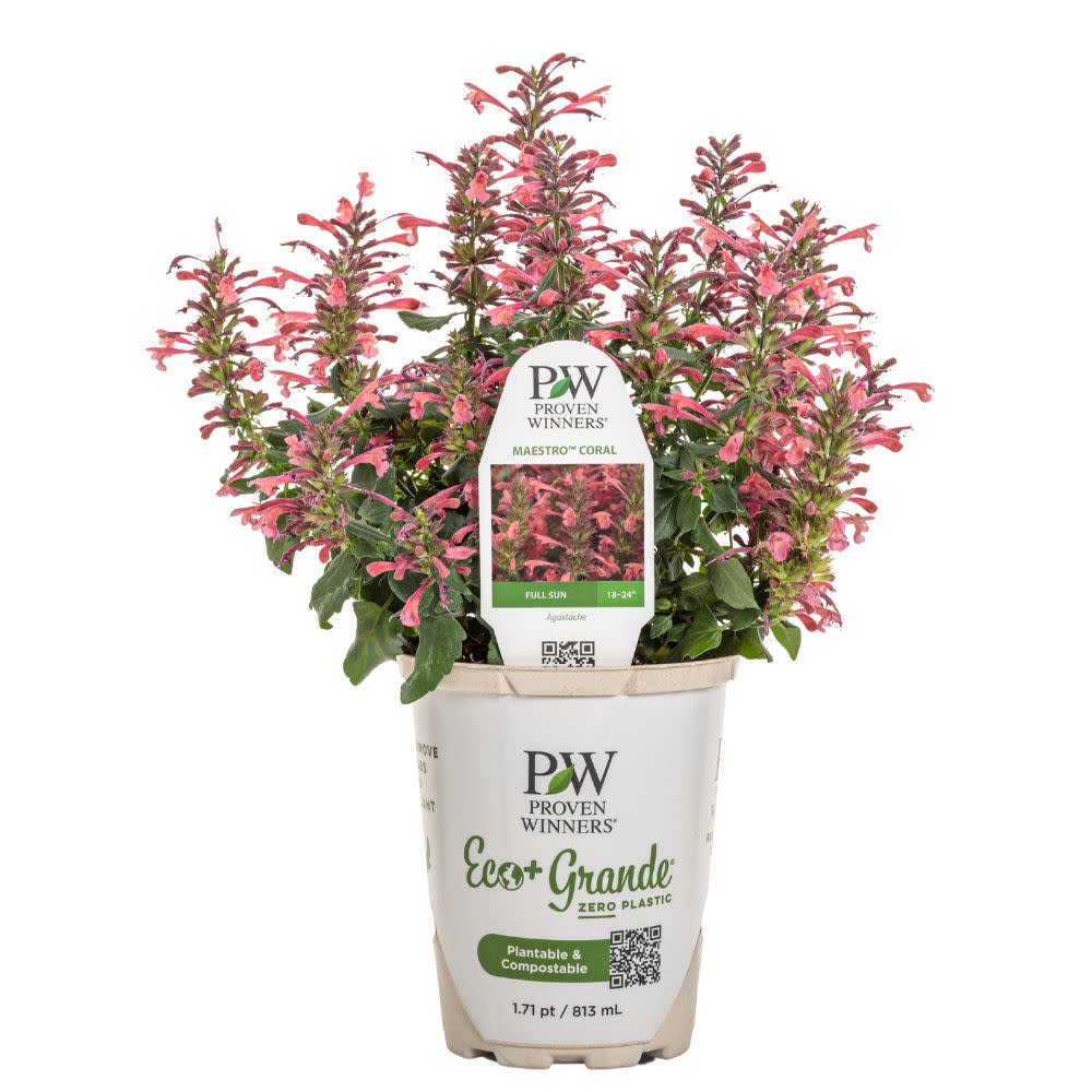 'Maestro Coral' Hyssop (Agastache hybrid) | Proven Winners® New Variety 2025