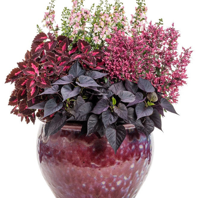 'Maestro Coral' 'Maestro Coral' Hyssop in use.