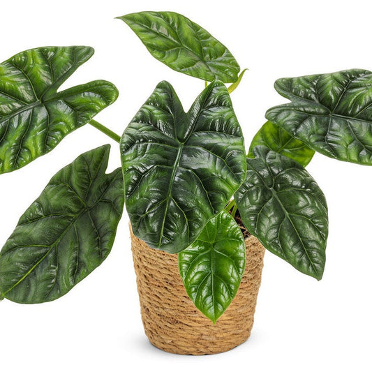 leafjoy Mythic Rumpelstiltskin Mythic Rumpelstiltskin Elephant Ear in container.