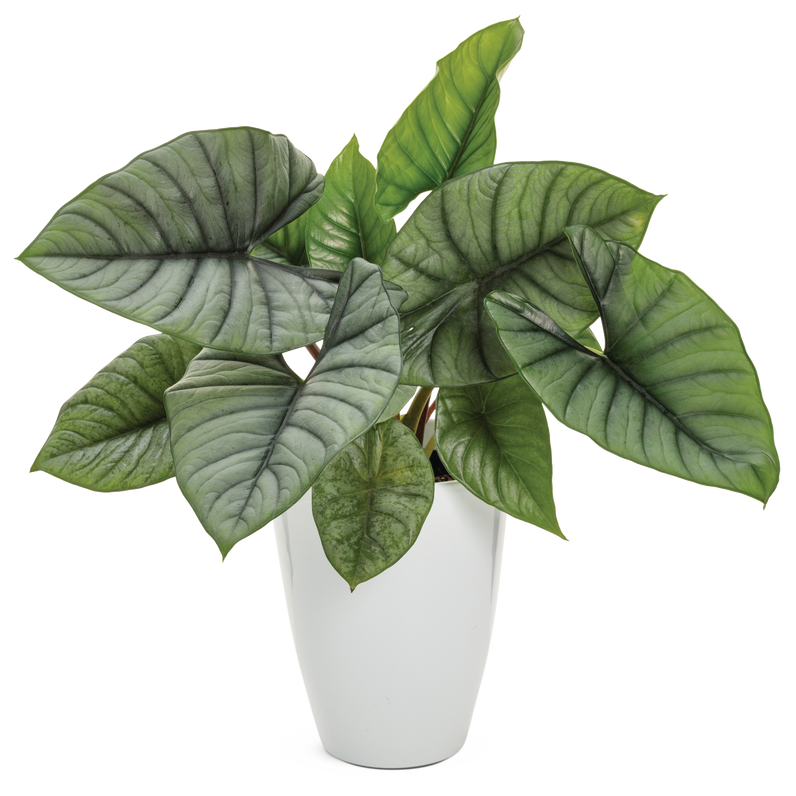 leafjoy Mythic Quicksilver Mythic Quicksilver Elephant Ear in container.