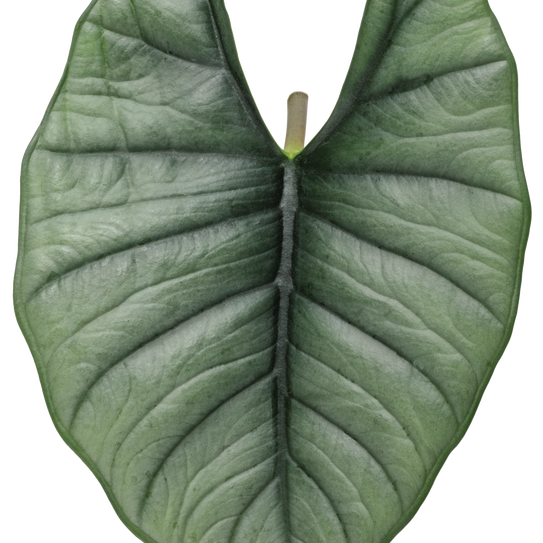 leafjoy Mythic Quicksilver Mythic Quicksilver Elephant Ear in macro.