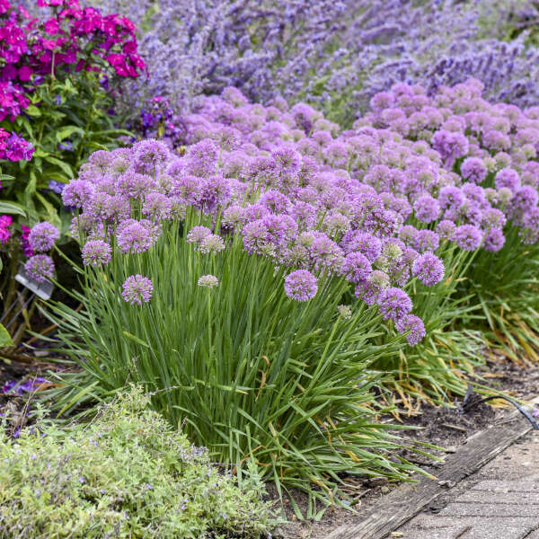 'Serendipity' Ornamental Onion (Allium hybrid)