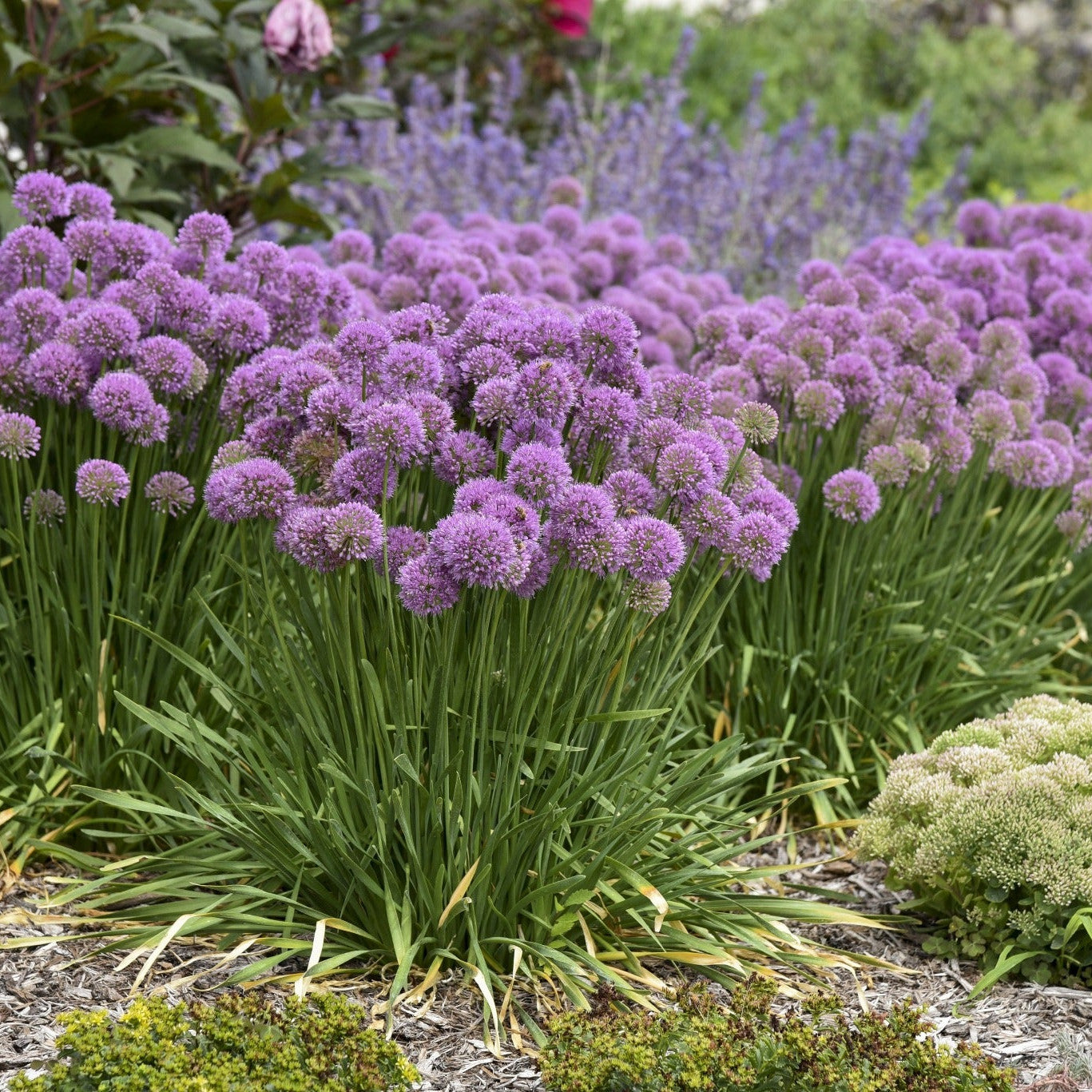 'Serendipity' Ornamental Onion in use.