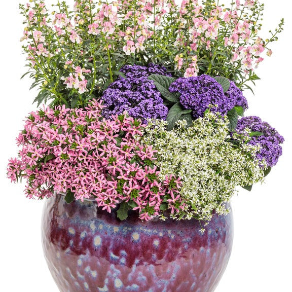 Angelface Wedgewood Pink Angelface Wedgewood Pink Summer Snapdragon in use.