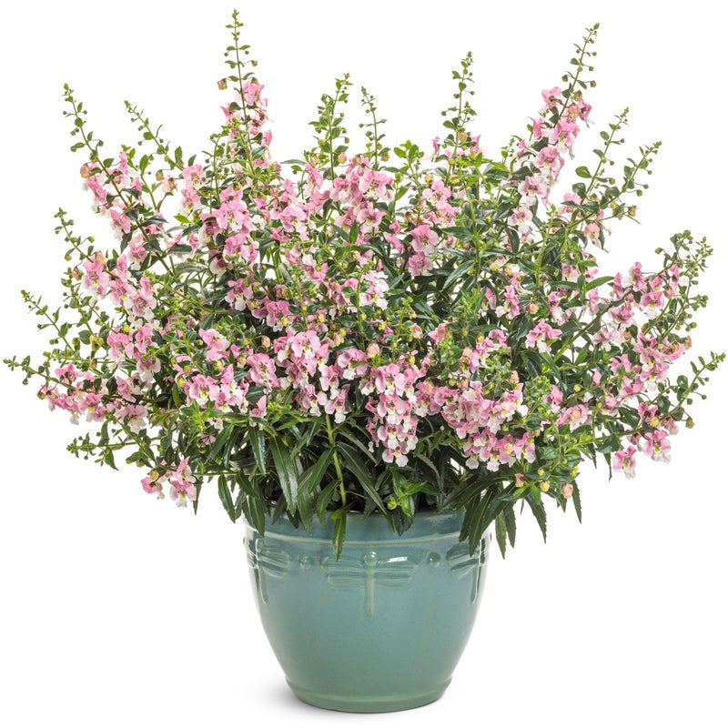 Angelface Wedgewood Pink Angelface Wedgewood Pink Summer Snapdragon in use.