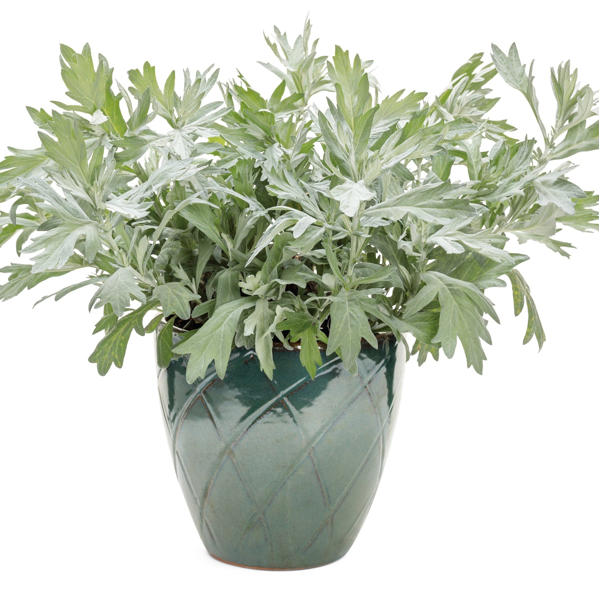 'Silver Lining' White Sagebrush in use.