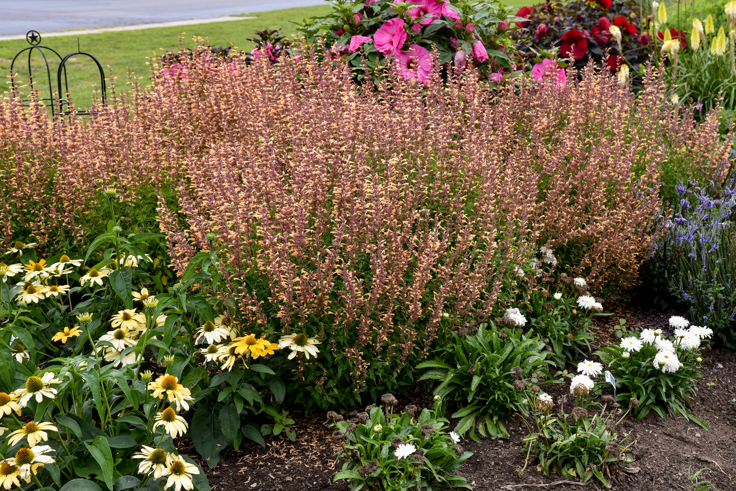 Meant to Bee™ Queen Nectarine Anise Hyssop (Agastache hybrid)