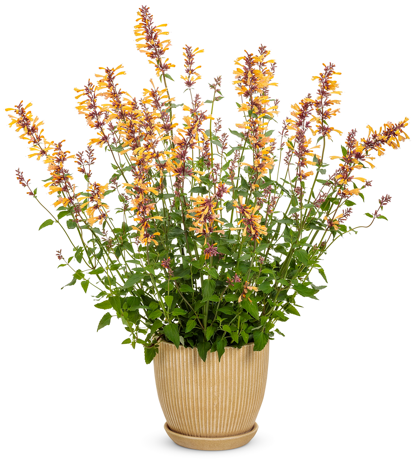 Meant to Bee™ Queen Nectarine Anise Hyssop (Agastache hybrid)