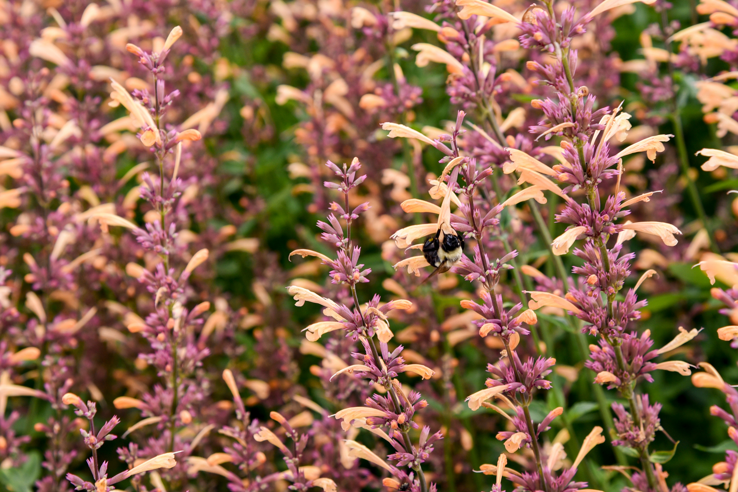 Meant to Bee™ Queen Nectarine Anise Hyssop (Agastache hybrid)