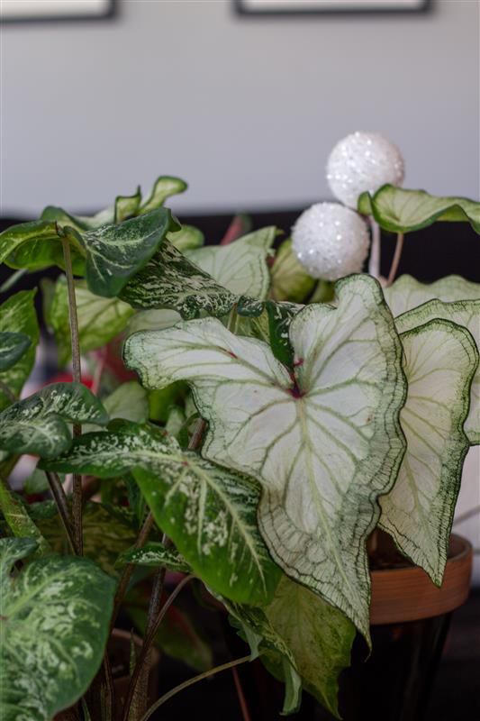 Heart to Heart® Christmas Caladium™ 'White Star'