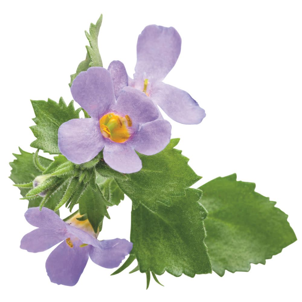 Snowstorm® Blue Bacopa (Sutera cordata)