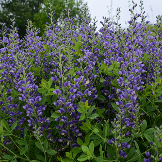 Decadence 'Blueberry Sundae' False Indigo in focus.
