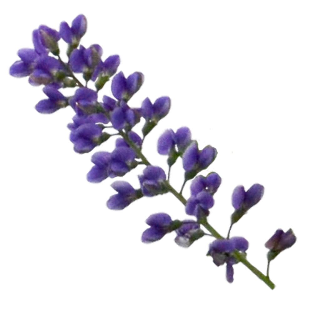 Decadence® 'Blueberry Sundae' False Indigo (Baptisia hybrid)