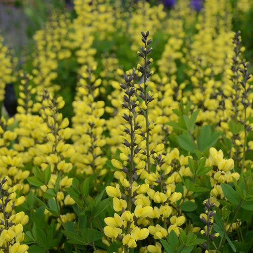 Decadence 'Lemon Meringue' False Indigo up close.