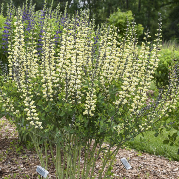 Decadence® 'Vanilla Cream II' False Indigo (Baptisia hybrid)