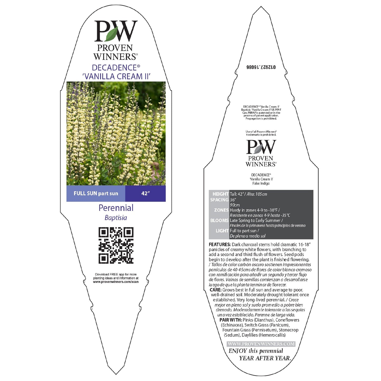 Decadence® 'Vanilla Cream II' False Indigo (Baptisia hybrid)