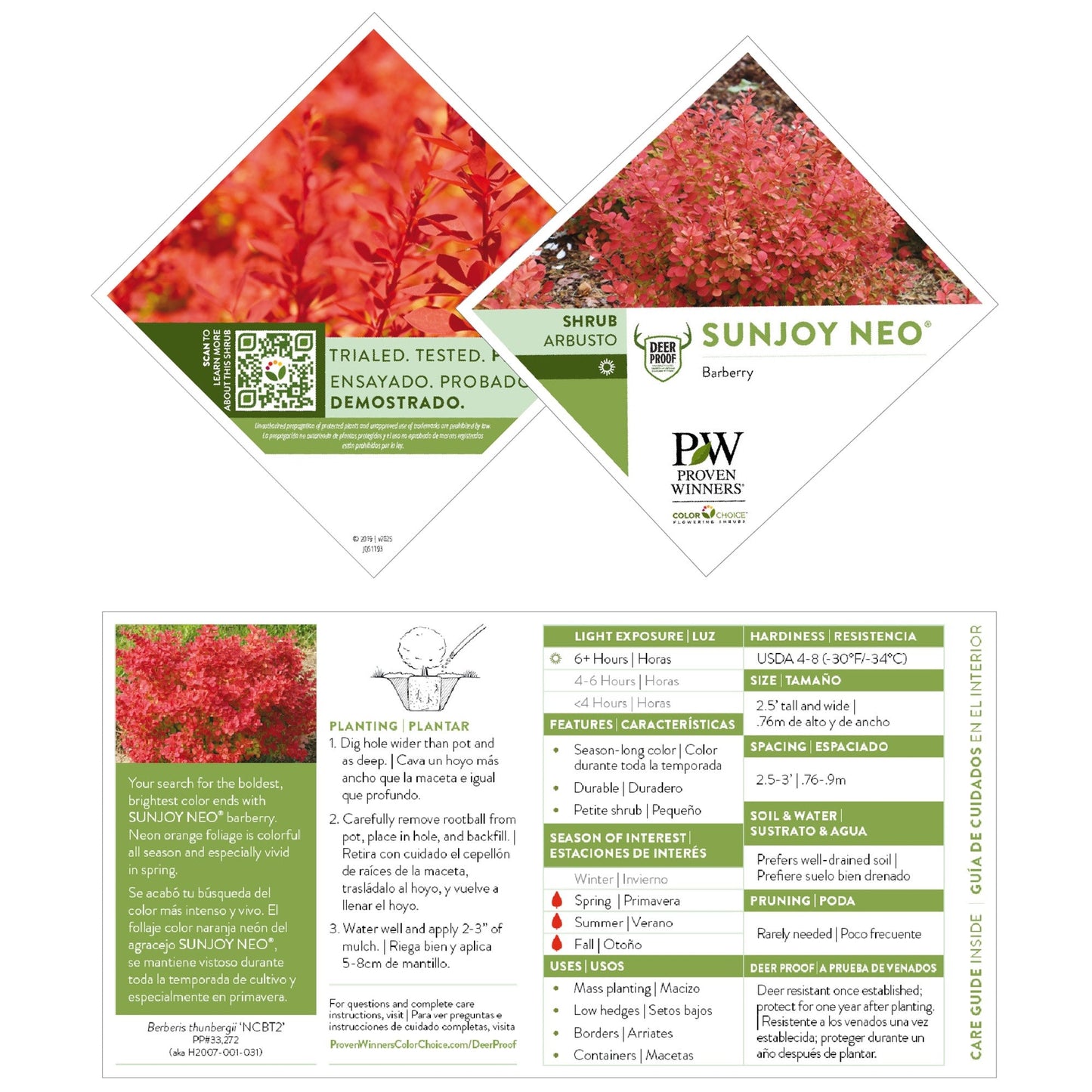 Sunjoy® Neo Barberry (Berberis thunbergii)