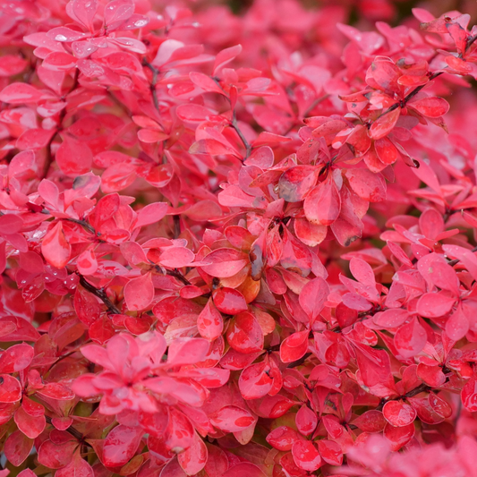 Sunjoy Fast Neo Sunjoy Fast Neo barberry up close.