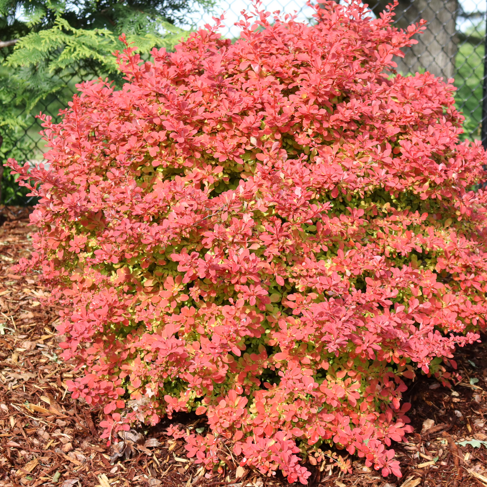 Sunjoy Fast Neo Sunjoy Fast Neo barberry in focus.