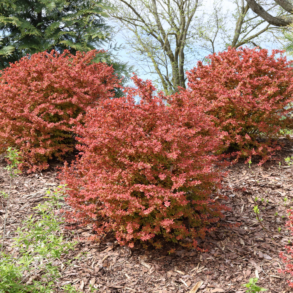 Sunjoy Fast Neo Sunjoy Fast Neo barberry in use.