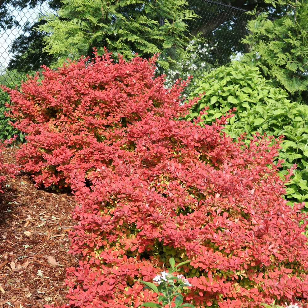 Sunjoy Fast Neo Sunjoy Fast Neo barberry in use.