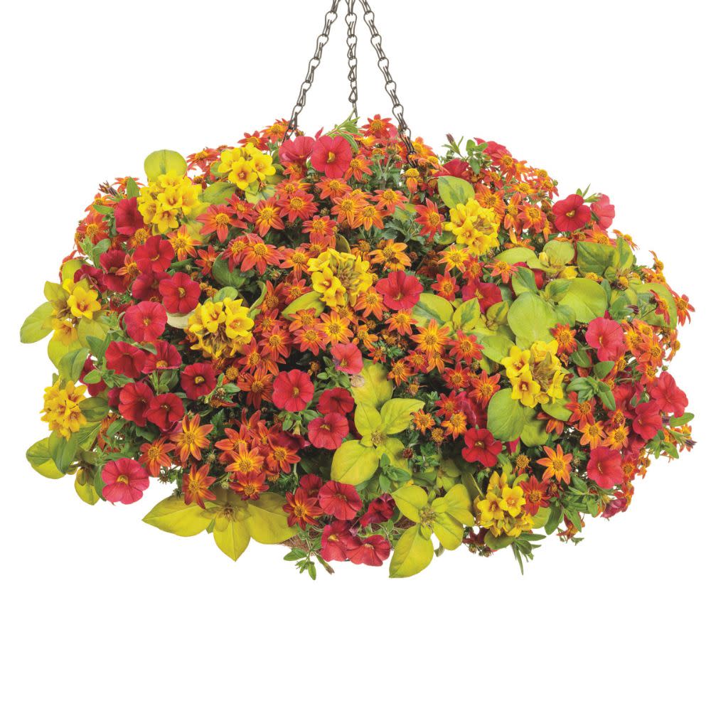 Superbells® Red Calibrachoa (Calibrachoa hybrid)