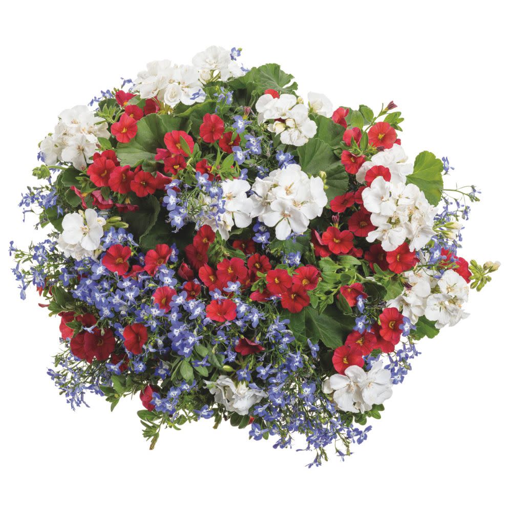 Superbells® Red Calibrachoa (Calibrachoa hybrid)