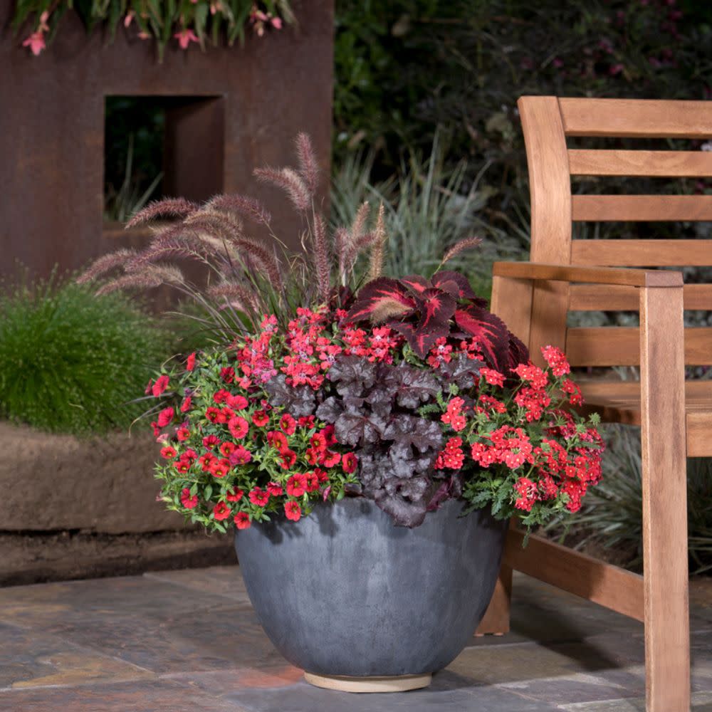 Superbells® Red Calibrachoa (Calibrachoa hybrid)