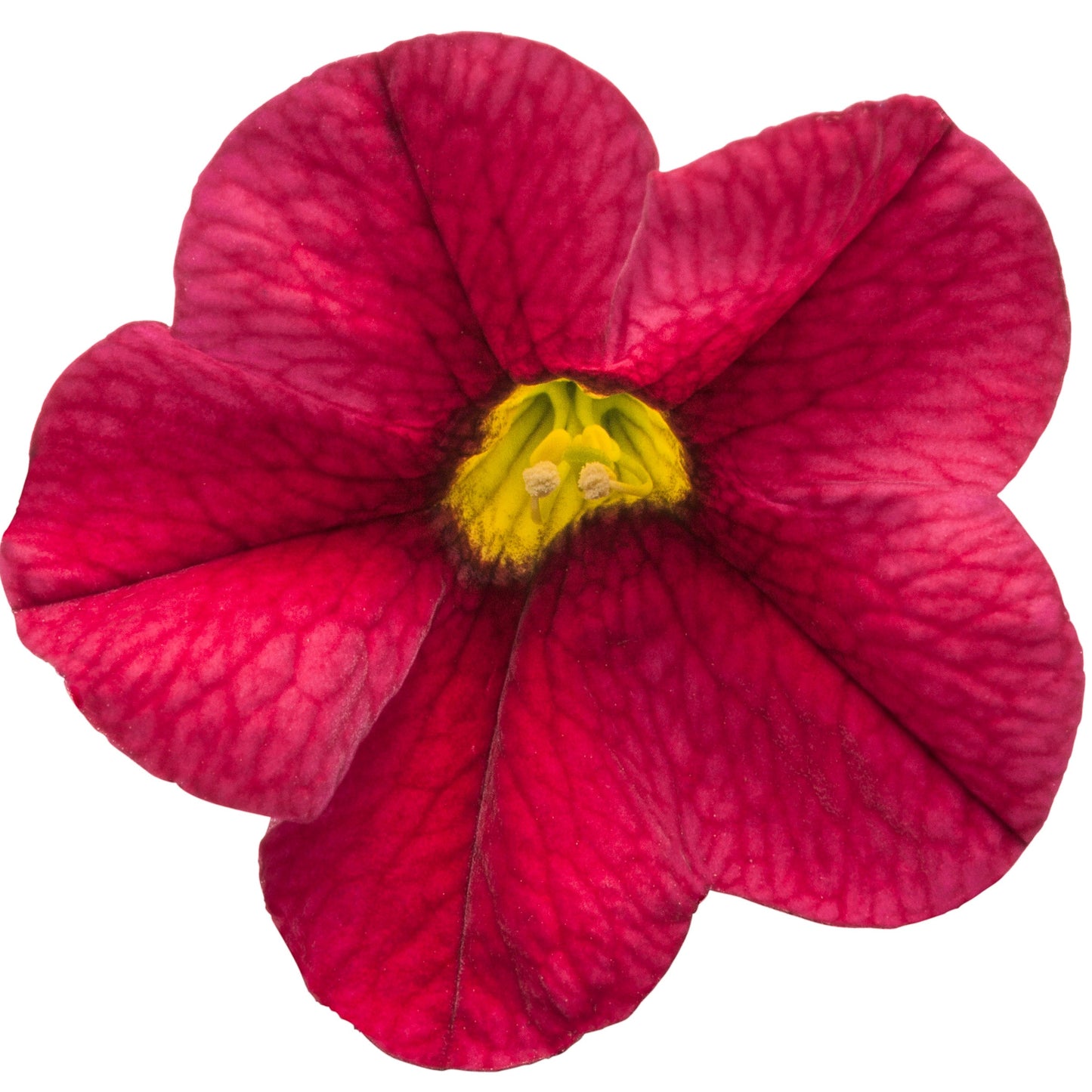 Superbells Red Superbells Red Calibrachoa in macro.