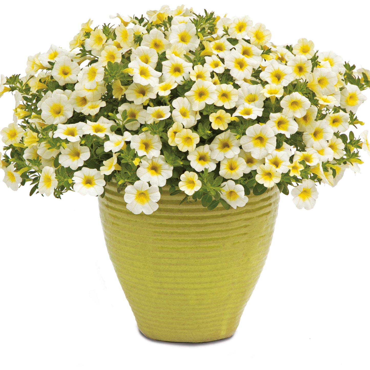 Superbells® Over Easy™ Calibrachoa (Calibrachoa hybrid)