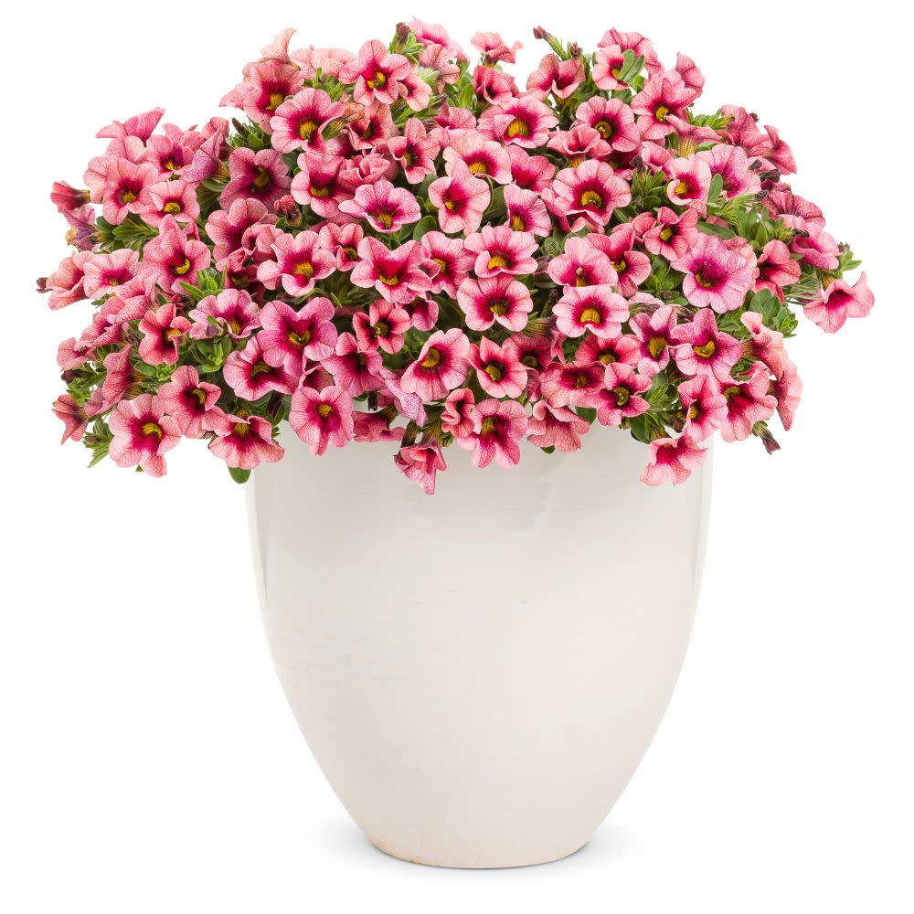 Superbells® Strawberry Punch™ Calibrachoa (Calibrachoa hybrid)