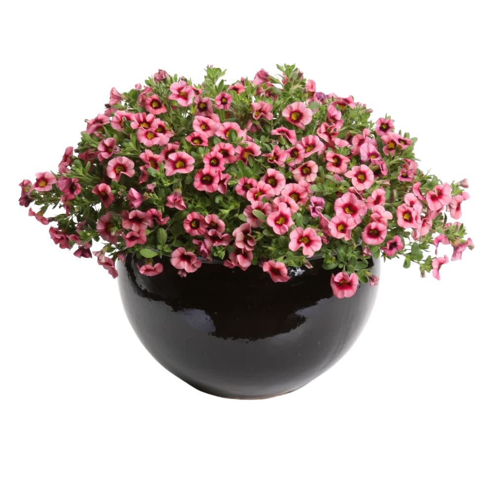 Superbells® Strawberry Punch™ Calibrachoa (Calibrachoa hybrid)