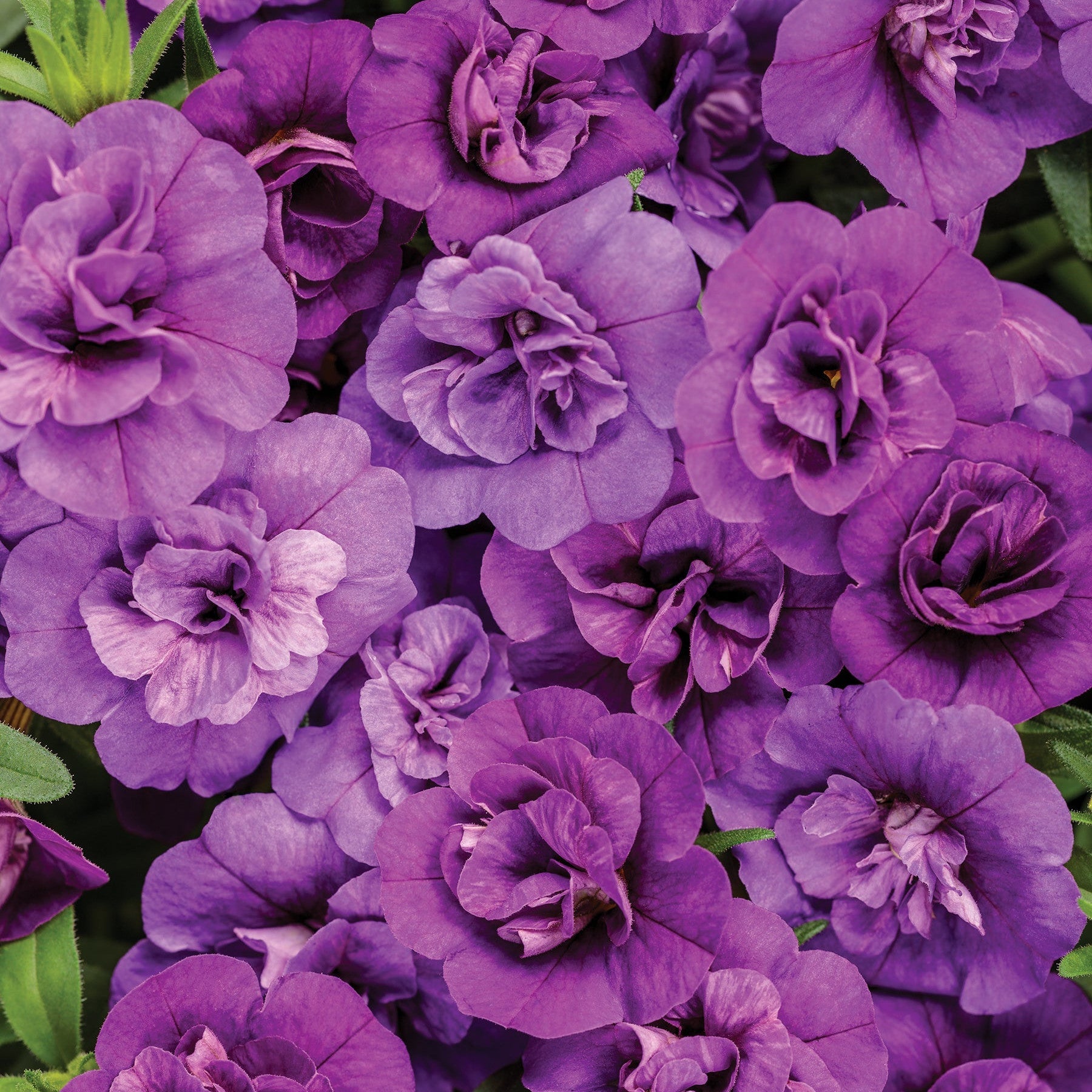 Superbells Double Blue Calibrachoa up close.