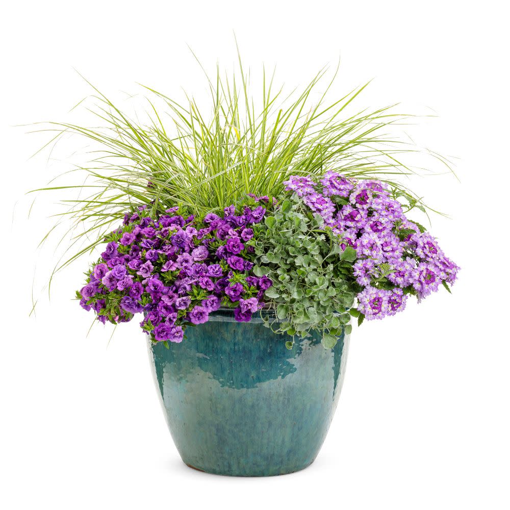 Superbells® Double Blue Calibrachoa (Calibrachoa hybrid)